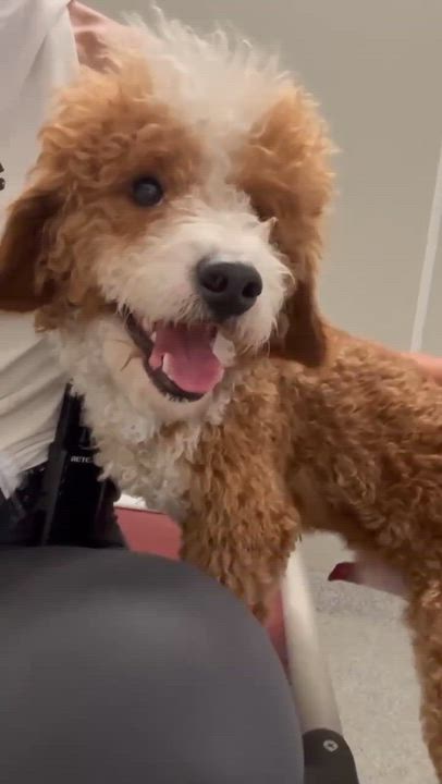 Archie - Adopted | Petfinder