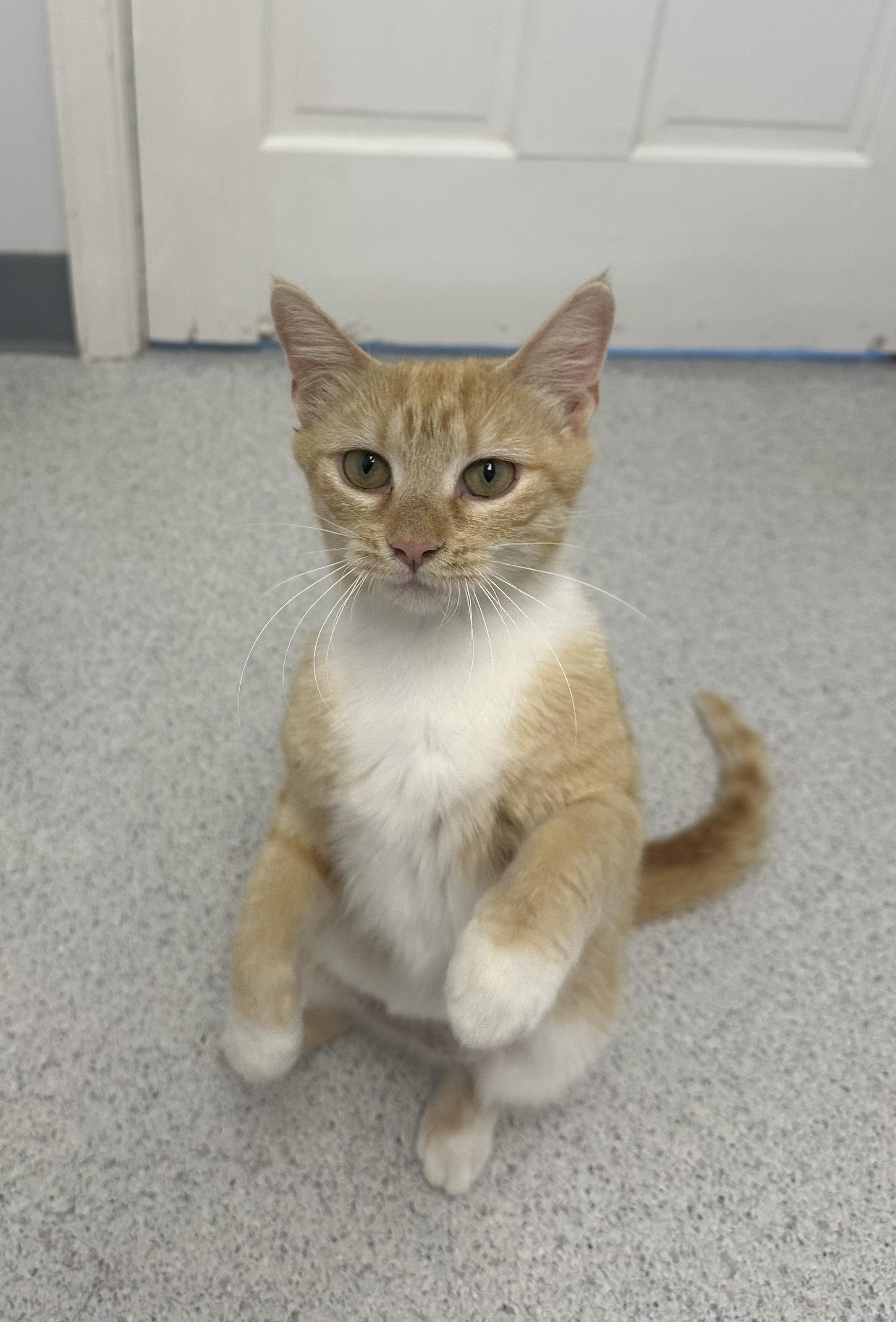 Enlarge Mozzarella, a Adoptable Domestic Short Hair in Gaithersburg, MD image 1/4