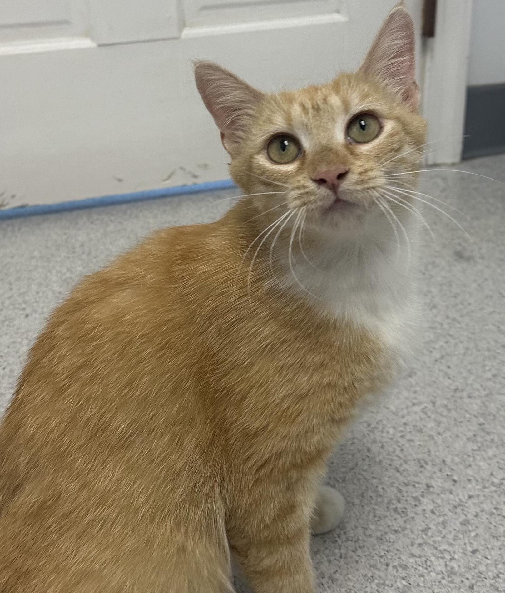 Enlarge Mozzarella, a Adoptable Domestic Short Hair in Gaithersburg, MD image 2/4