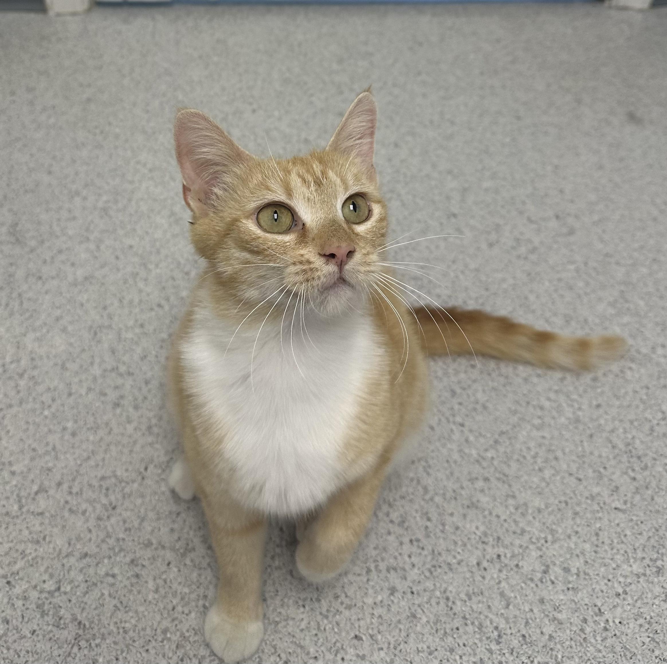 Enlarge Mozzarella, a Adoptable Domestic Short Hair in Gaithersburg, MD image 3/4