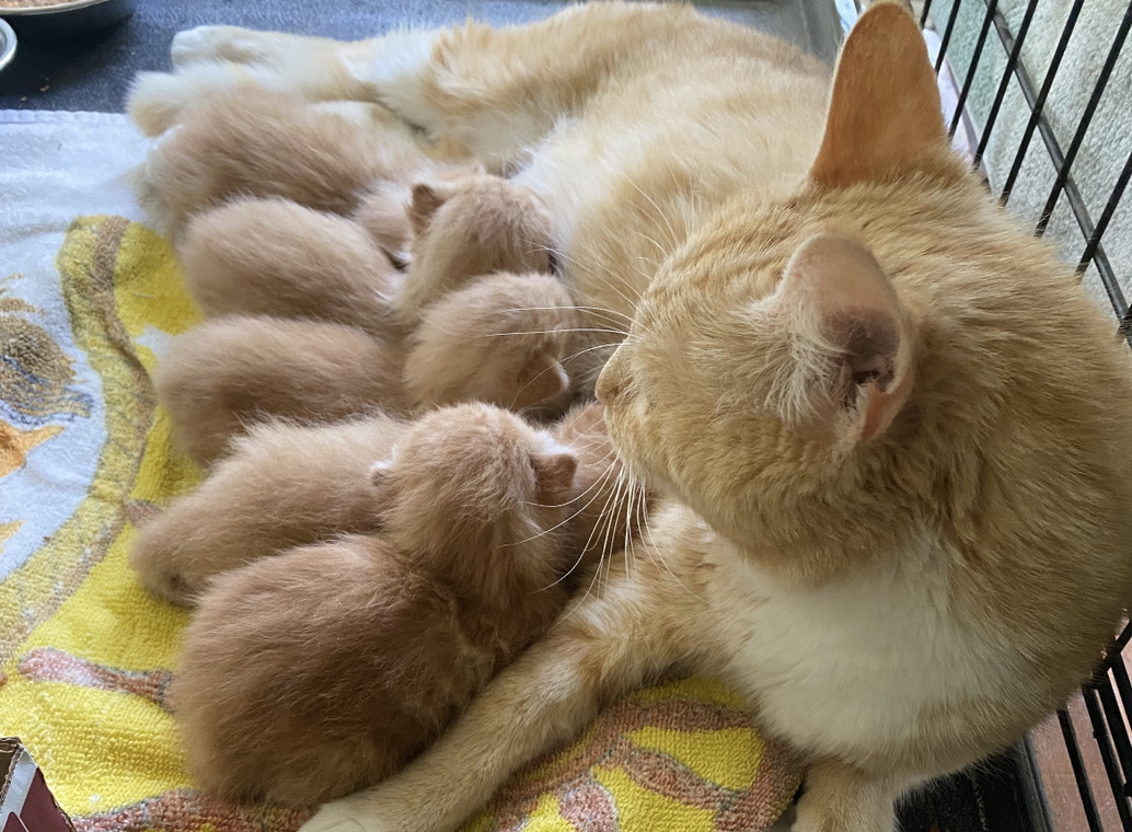 Enlarge Mozzarella, a Adoptable Domestic Short Hair in Gaithersburg, MD image 4/4