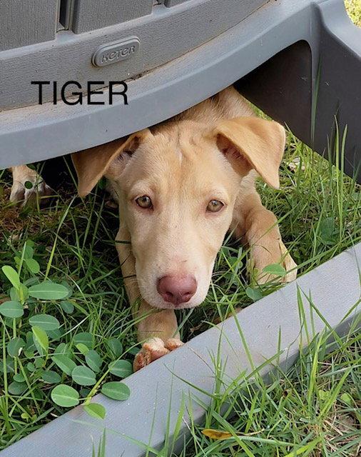 Enlarge Tiger, a Adoptable Retriever in Jenkintown, PA image 1/1