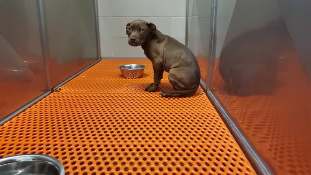 ZEUS, Adoptable, Puppy Male Pit Bull Terrier.