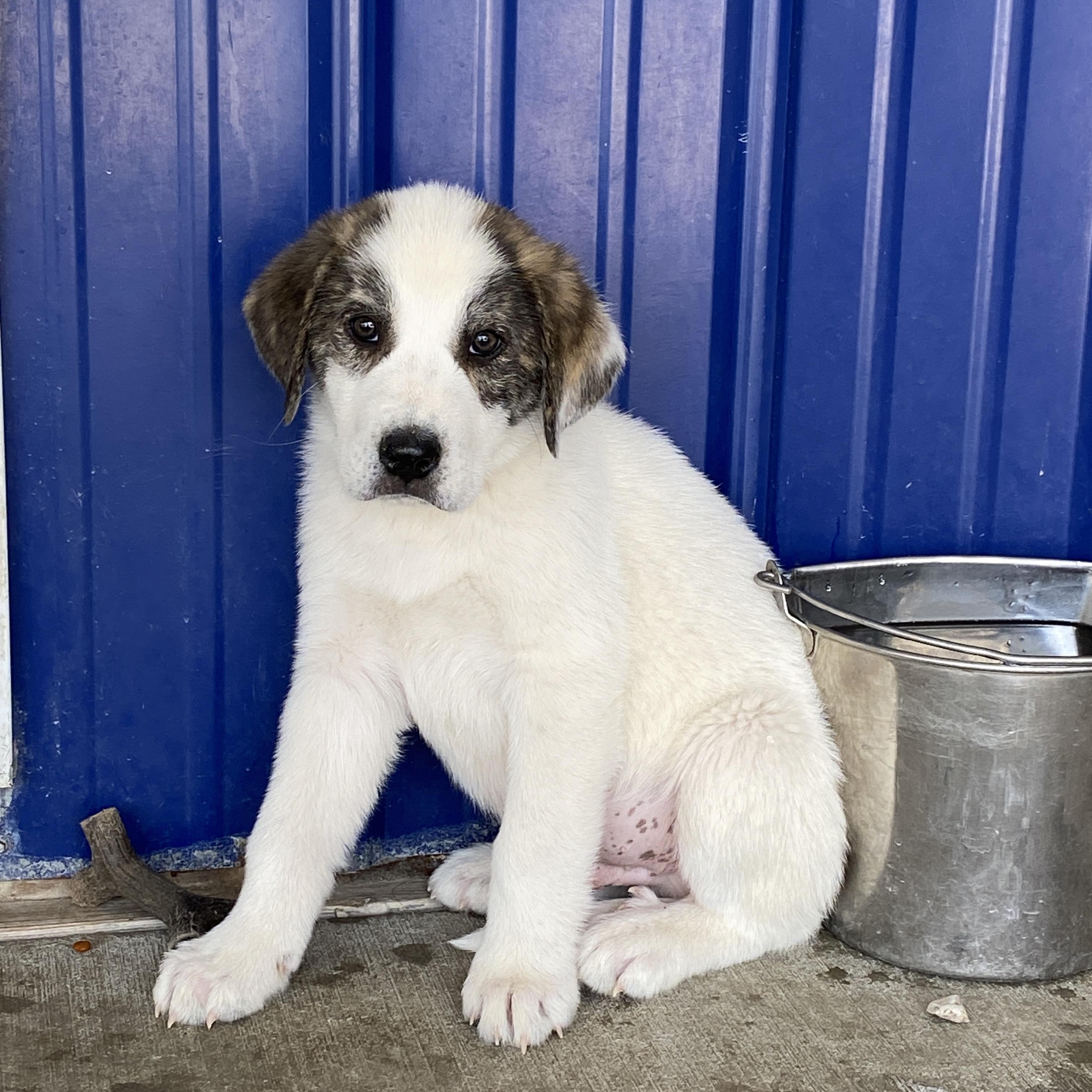 Enlarge Denver, an adopted mixed breed in Stormville, NY image 4/5