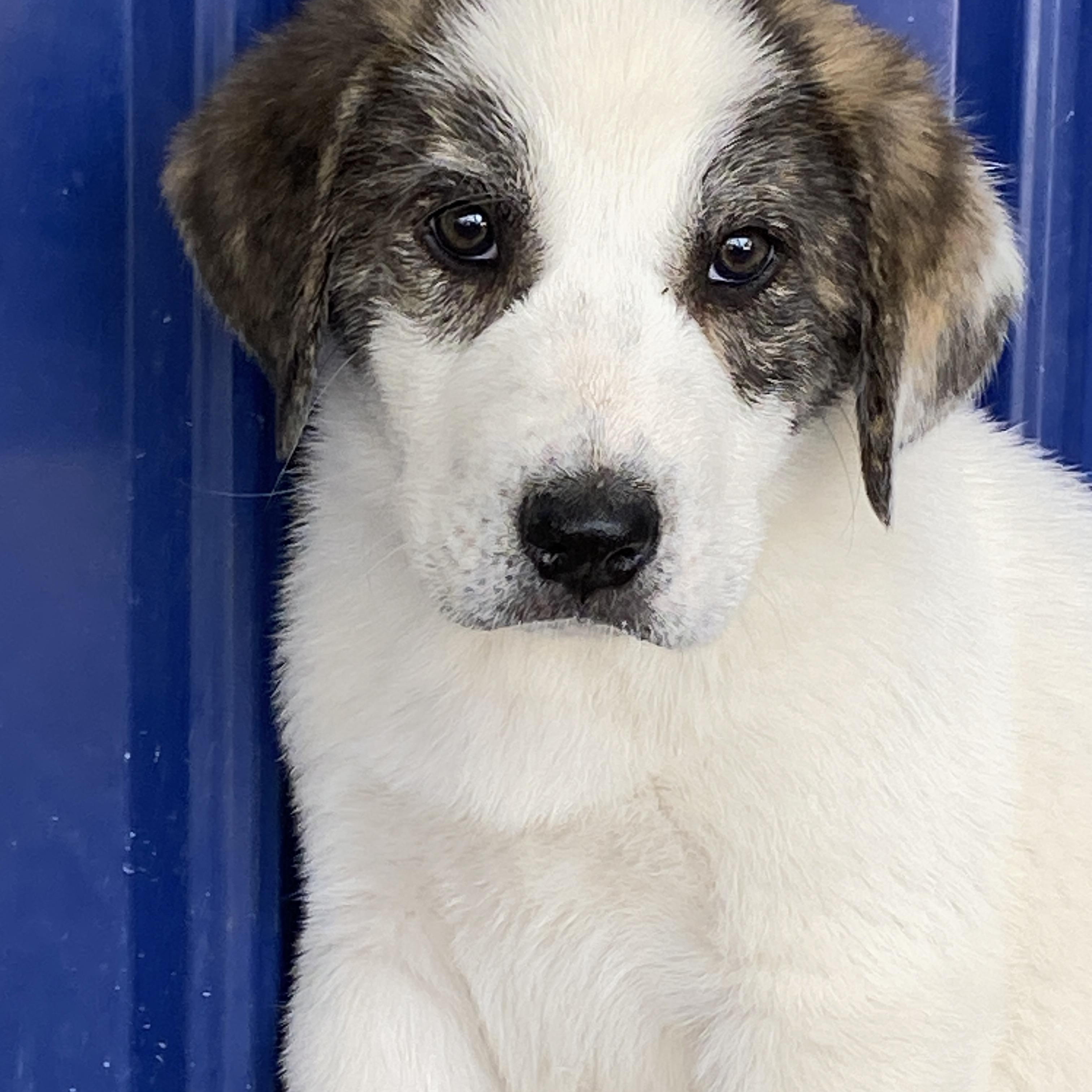 Enlarge Denver, an adopted mixed breed in Stormville, NY image 3/5