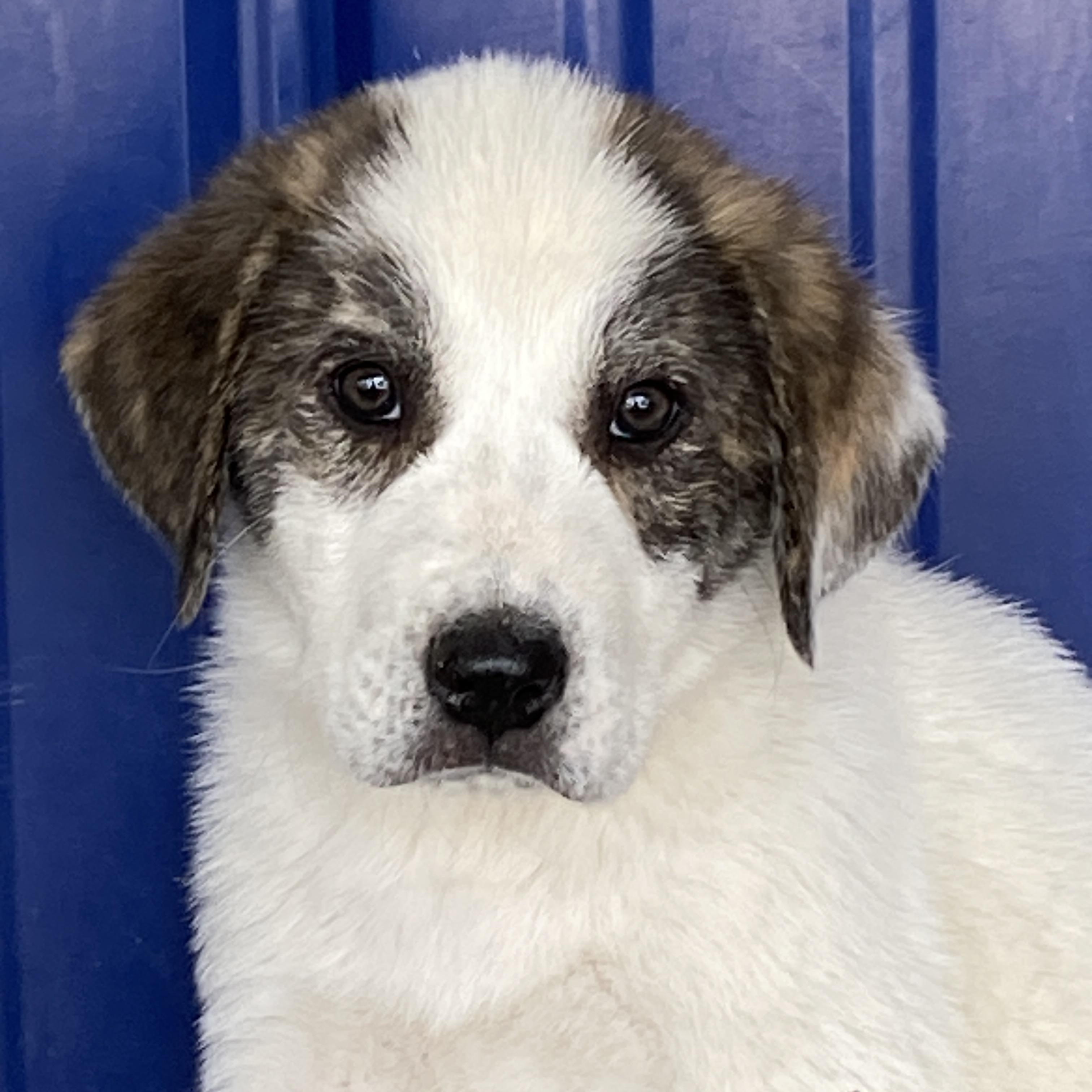 Denver, adopted, Puppy Male Great Pyrenees & Anatolian Shepherd.