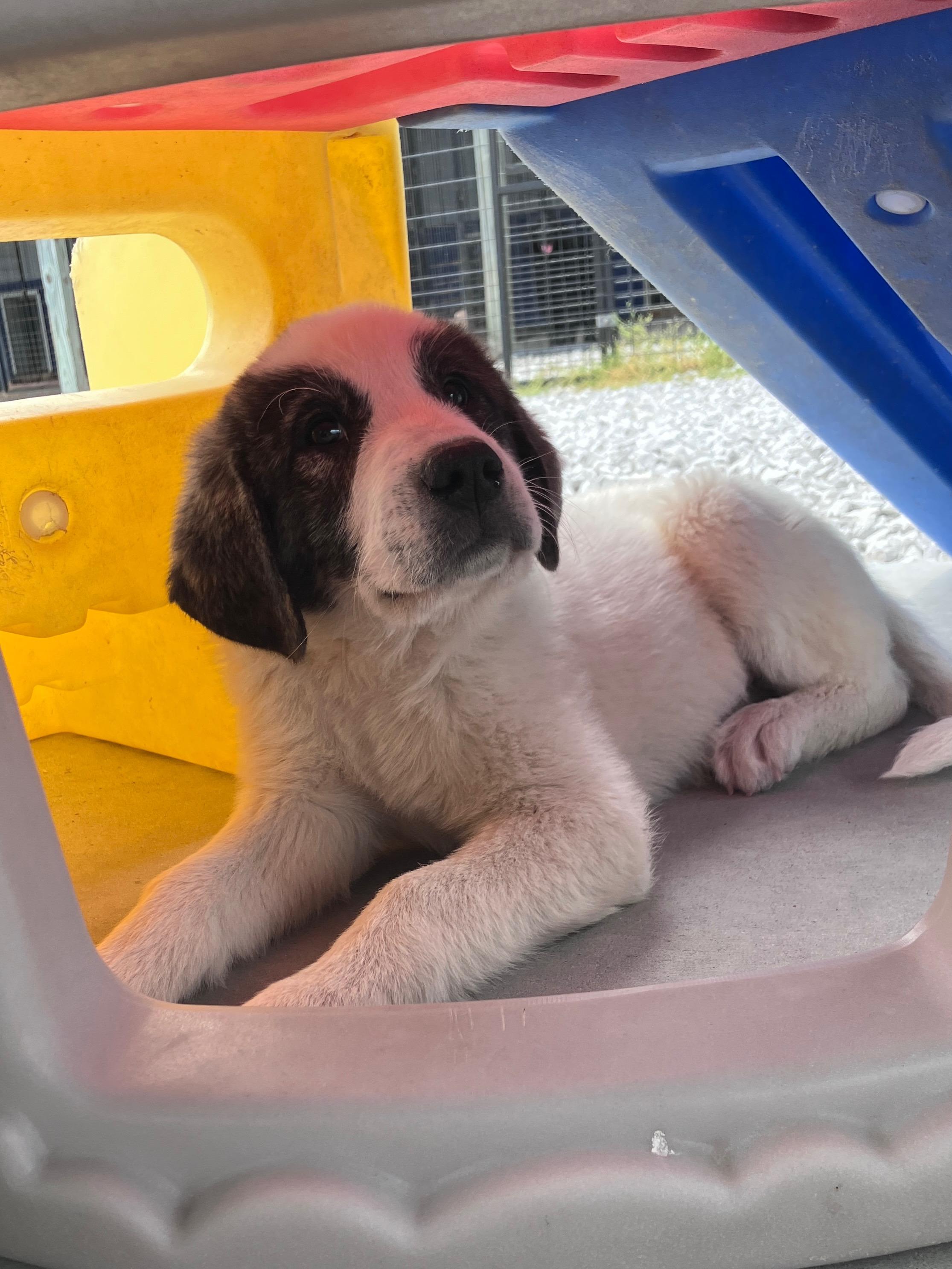 Enlarge Denver, an adopted mixed breed in Stormville, NY image 5/5