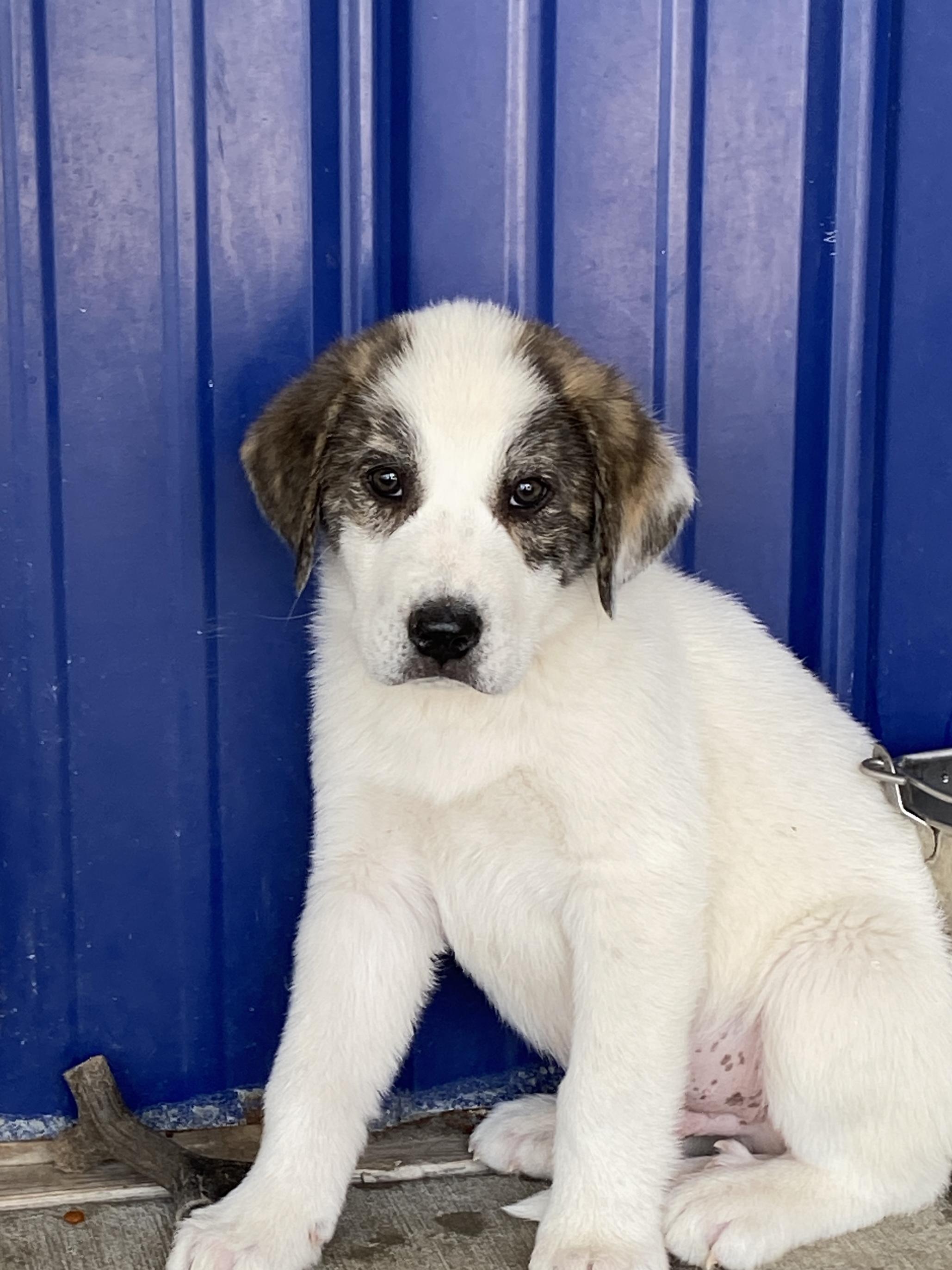 Enlarge Denver, an adopted mixed breed in Stormville, NY image 2/5