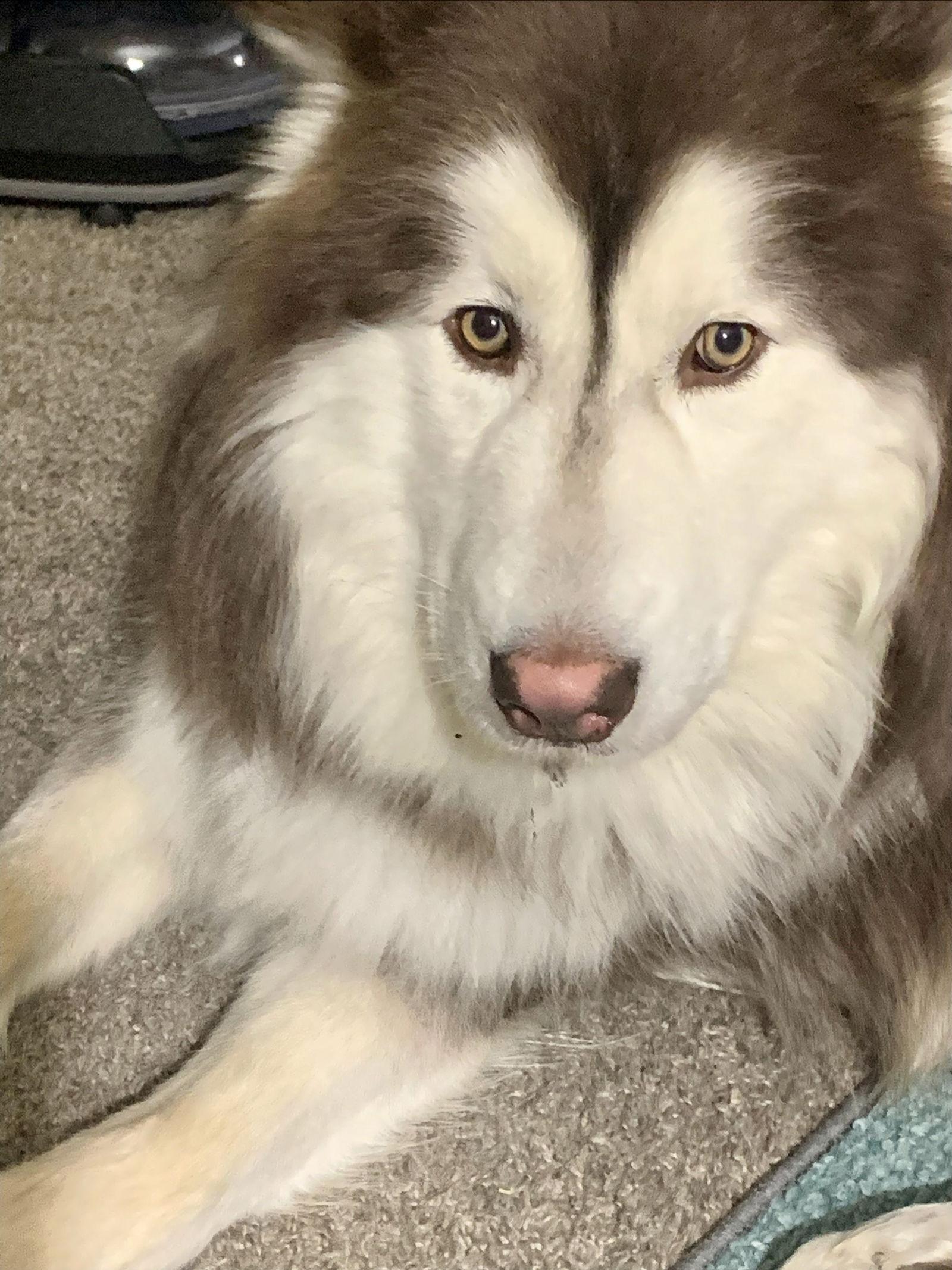 Enlarge Jake, a Adoptable Siberian Husky in Cedar Crest, NM image 1/3