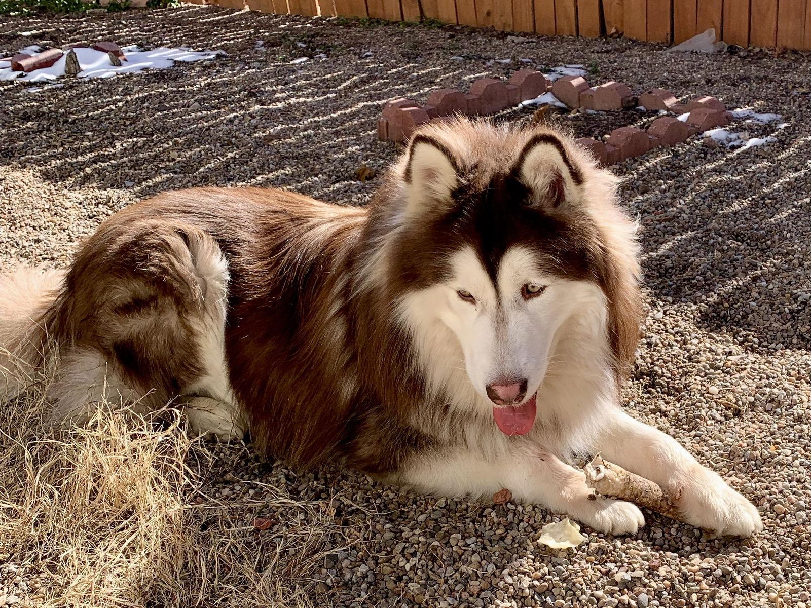 Enlarge Jake, a Adoptable Siberian Husky in Cedar Crest, NM image 2/3