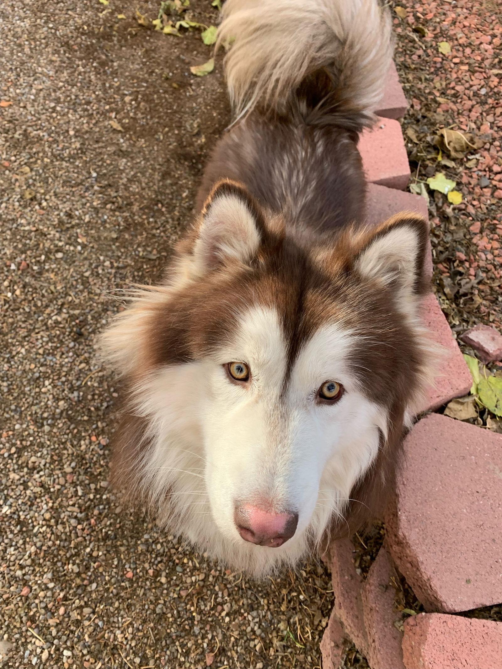 Enlarge Jake, a Adoptable Siberian Husky in Cedar Crest, NM image 3/3