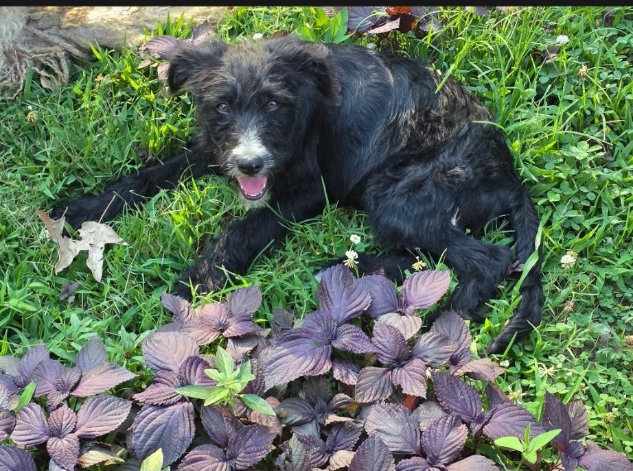 Charlie, Adoptable, Young Male Labradoodle.