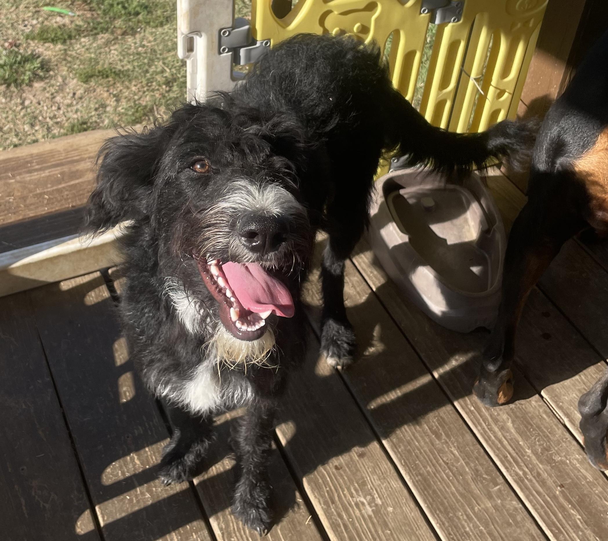Enlarge Charlie, a Adoptable Labradoodle in Memphis, TN image 5/5