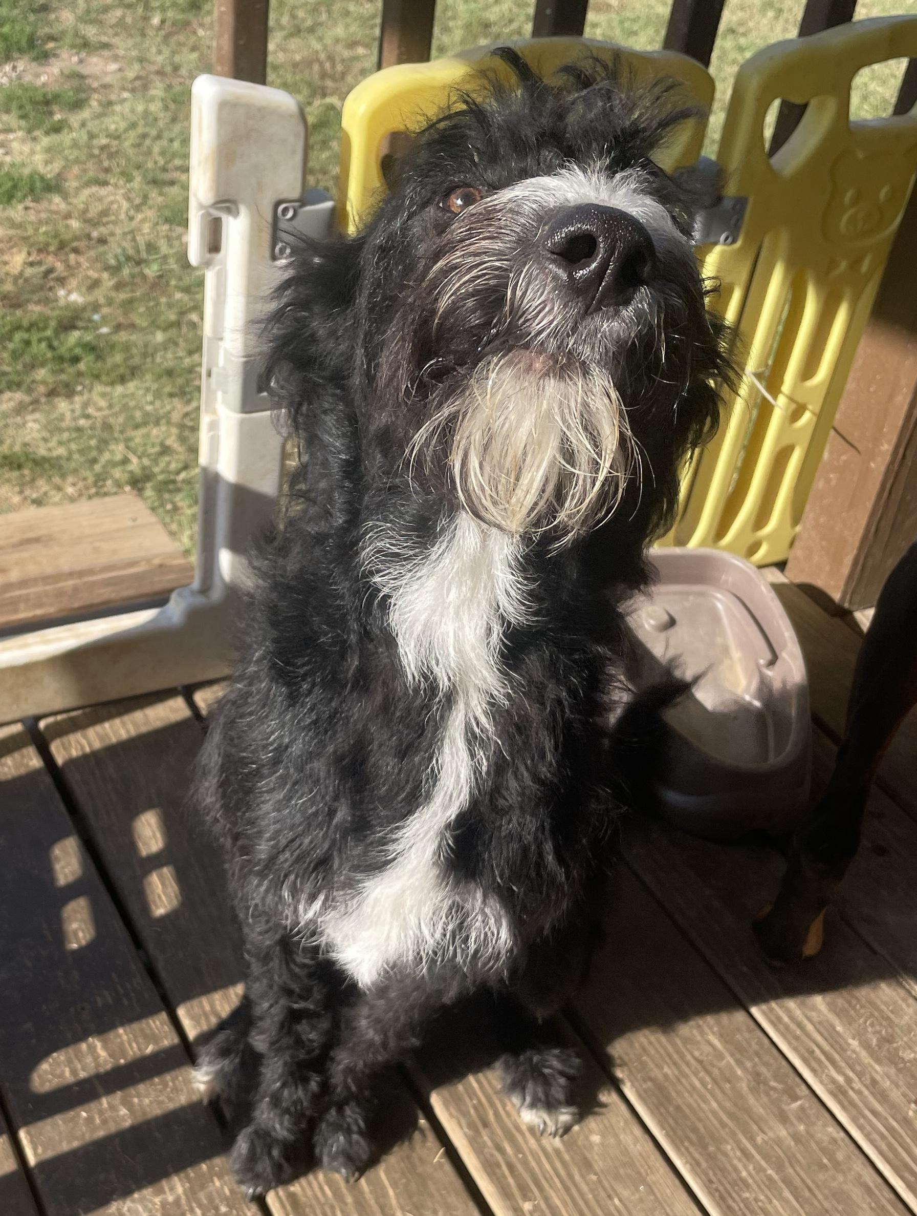 Enlarge Charlie, a Adoptable Labradoodle in Memphis, TN image 3/5