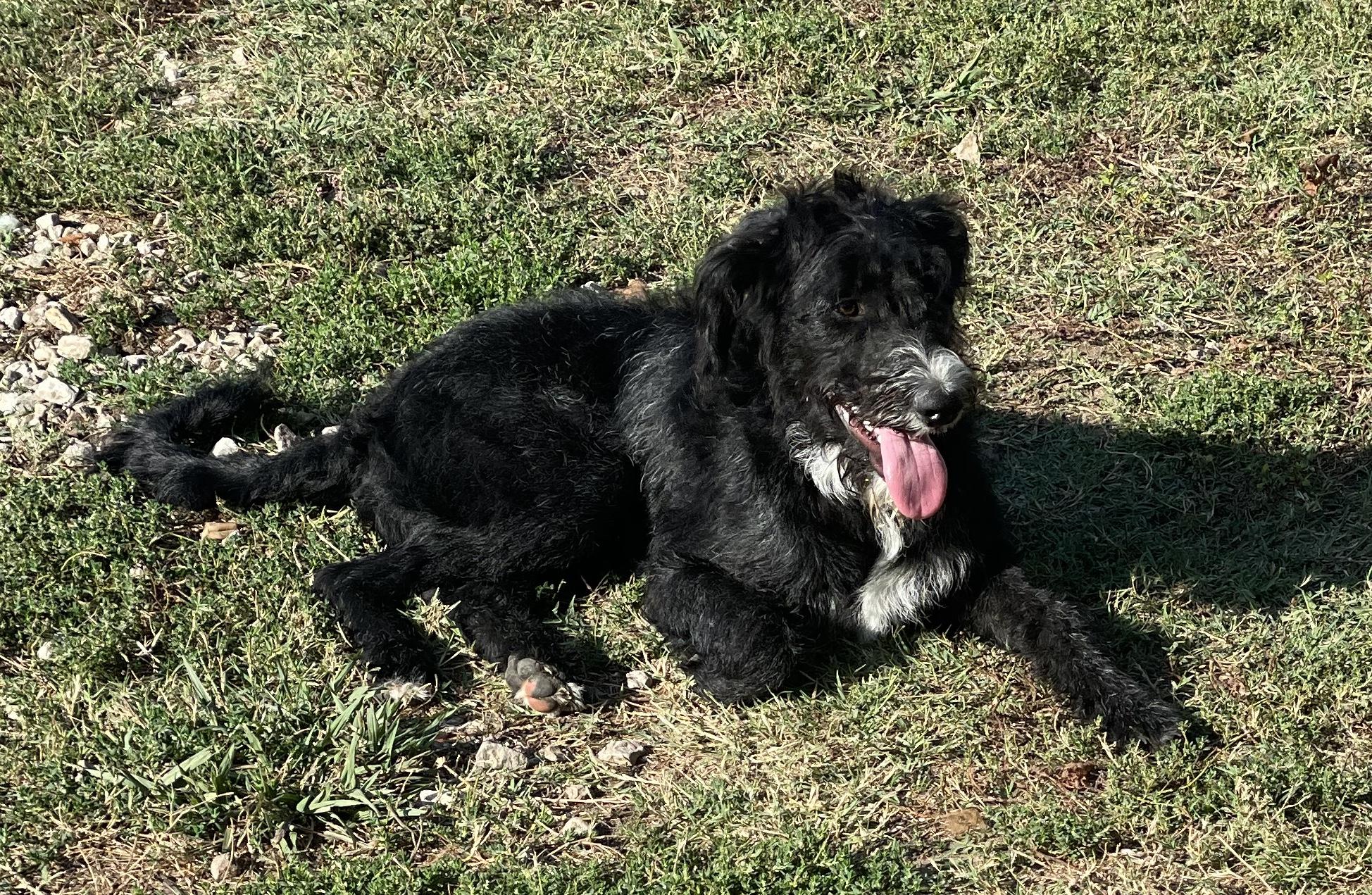 Enlarge Charlie, a Adoptable Labradoodle in Memphis, TN image 4/5