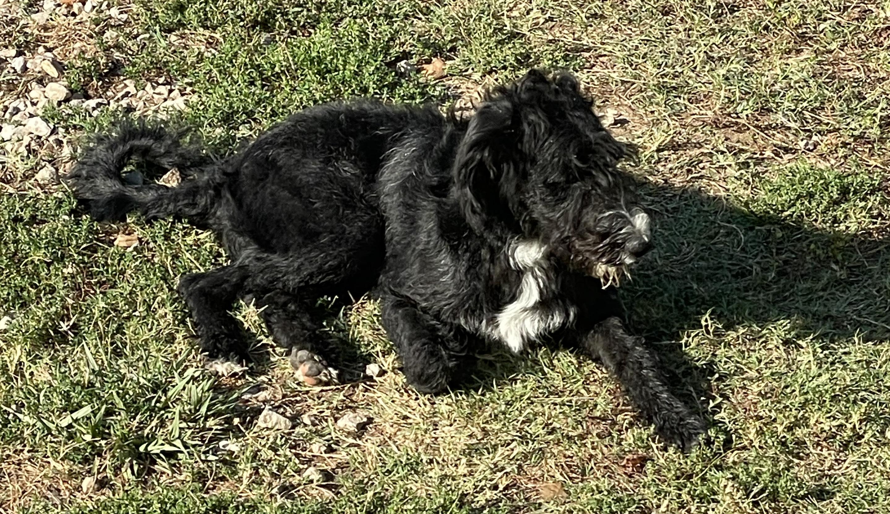 Enlarge Charlie, a Adoptable Labradoodle in Memphis, TN image 2/5