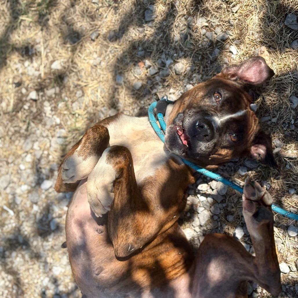 Enlarge Portia, a Adoptable mixed breed in Springfield, MO image 1/6