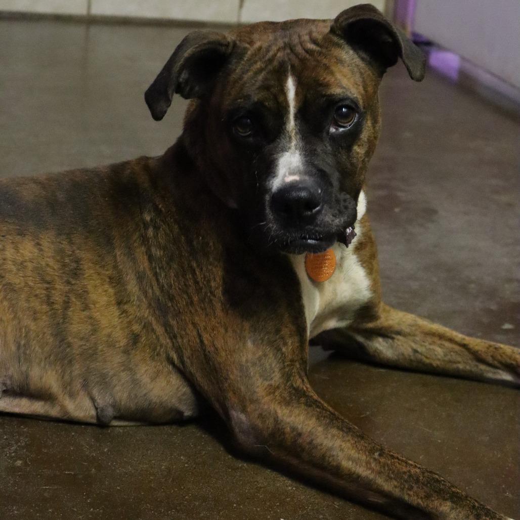 Enlarge Portia, a Adoptable mixed breed in Springfield, MO image 2/6