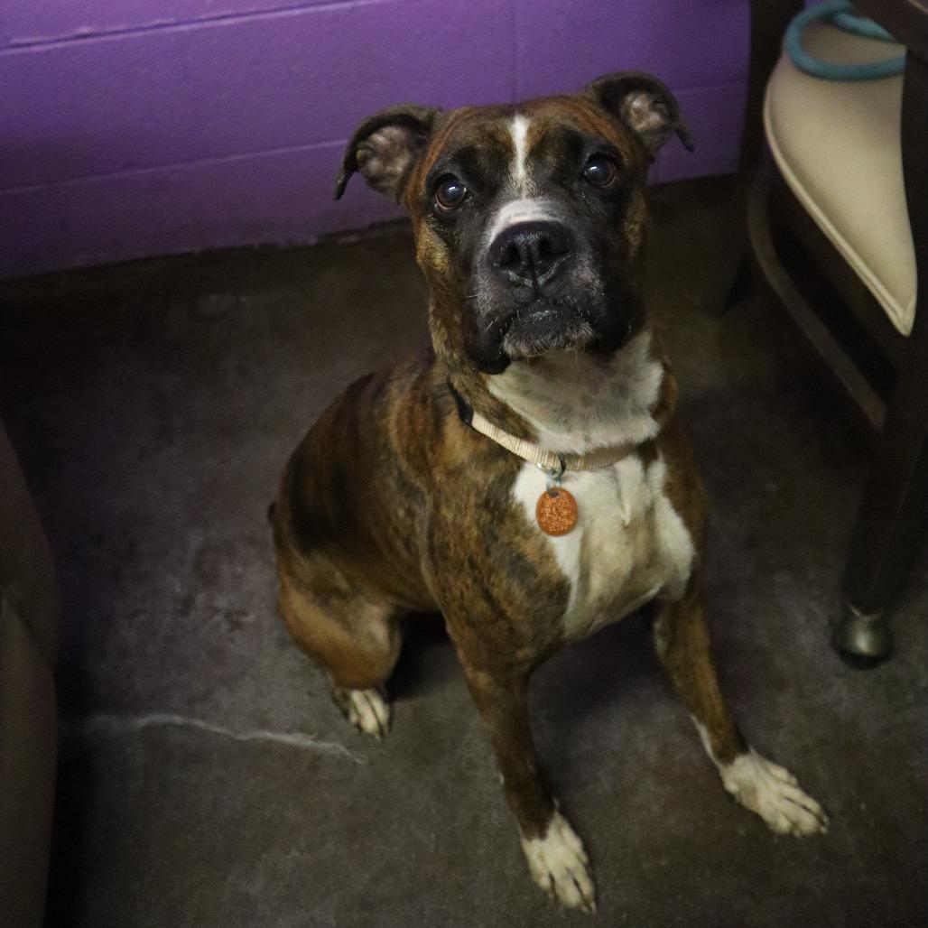 Enlarge Portia, a Adoptable mixed breed in Springfield, MO image 3/6