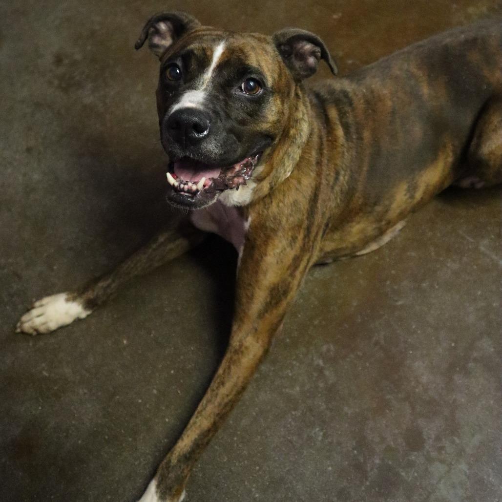 Enlarge Portia, a Adoptable mixed breed in Springfield, MO image 4/6