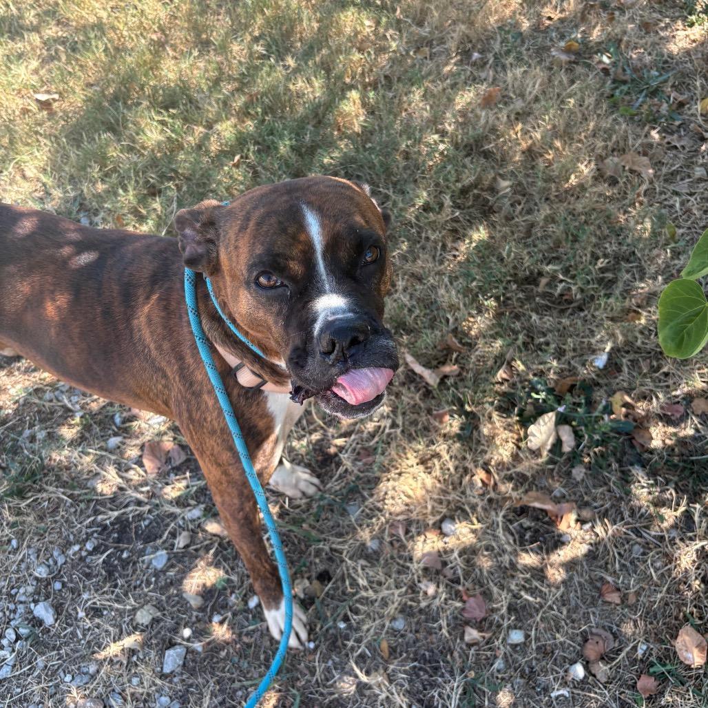 Enlarge Portia, a Adoptable mixed breed in Springfield, MO image 6/6