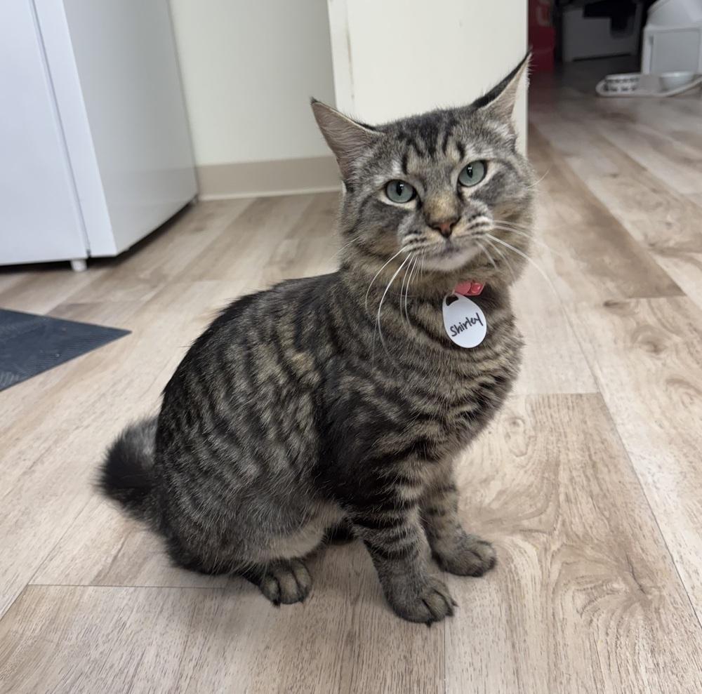 Shirley Temple, Adoptable, Adult Female Domestic Medium Hair.