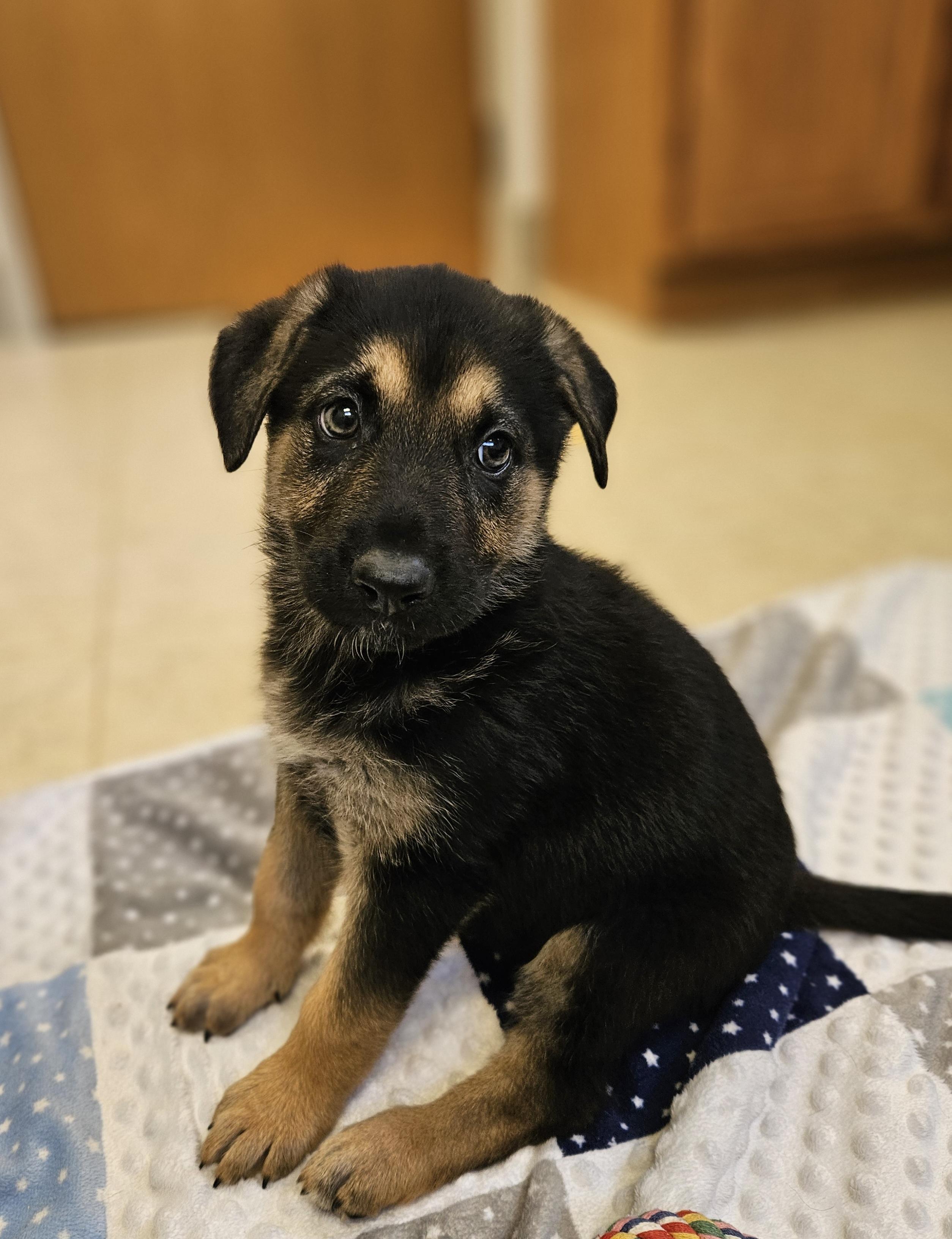 Lilo, a ADOPTABLE mixed breed in Bluffton, IN image 3/3