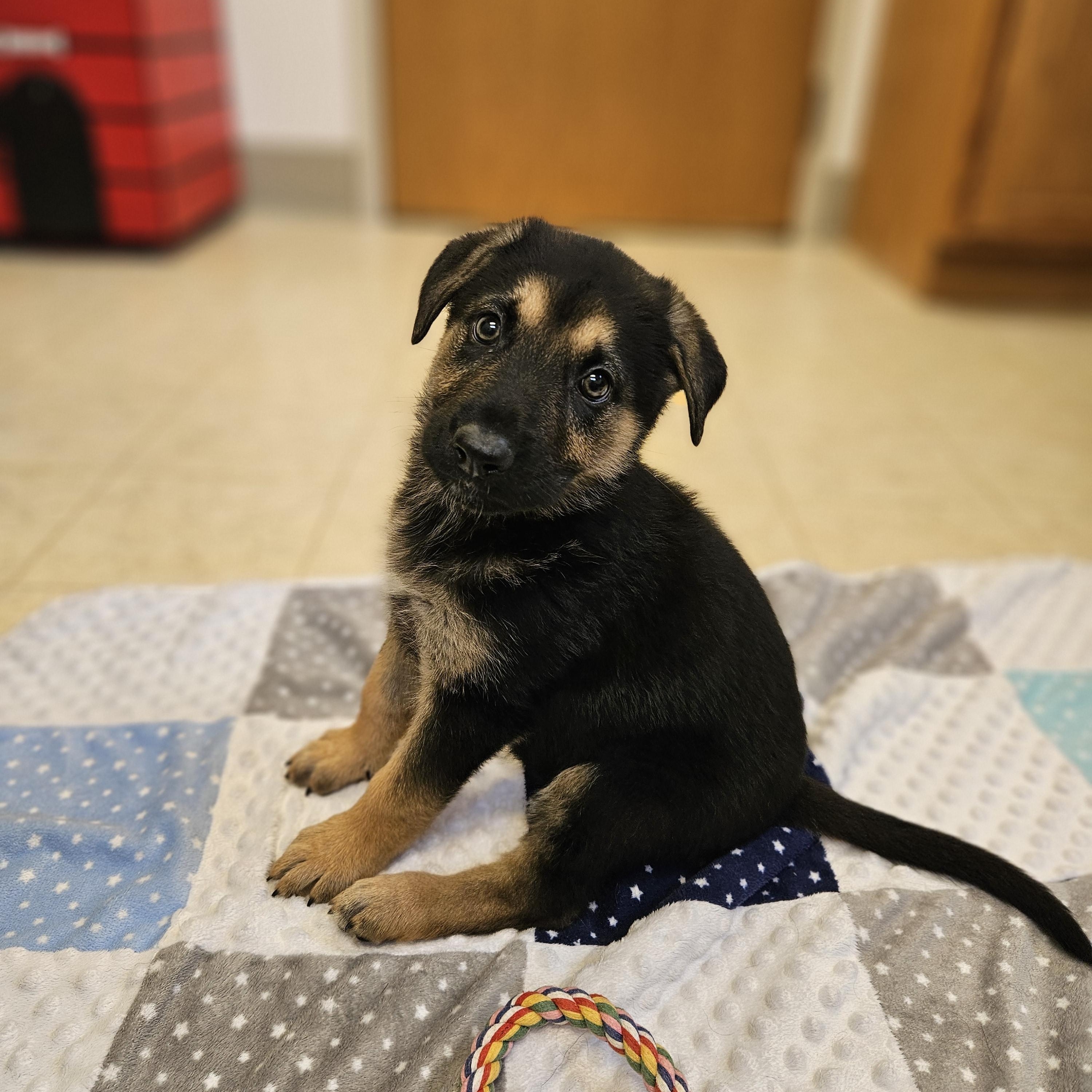 Lilo, a ADOPTABLE mixed breed in Bluffton, IN image 1/3