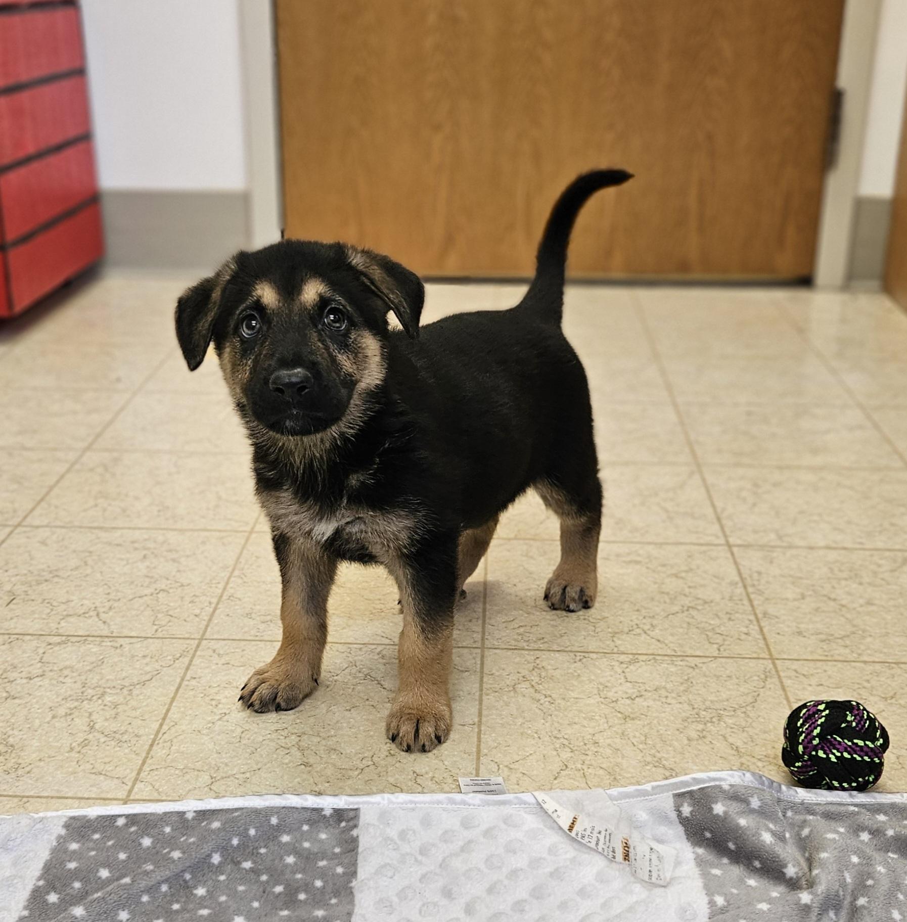 Lilo, a ADOPTABLE mixed breed in Bluffton, IN image 2/3