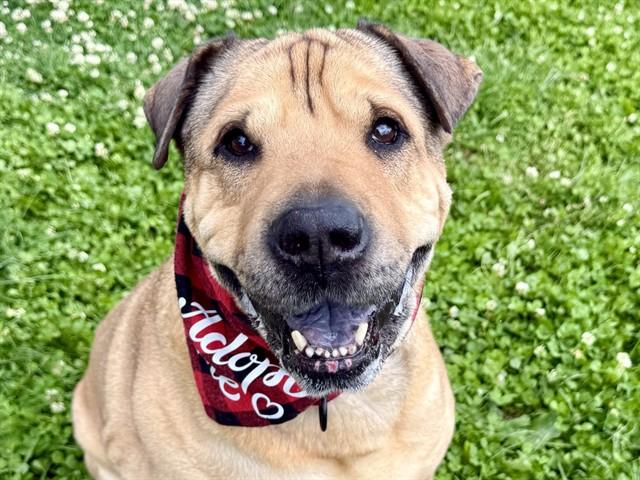 TEDDY, Adoptable, Adult Male Shar-Pei & Mixed Breed.