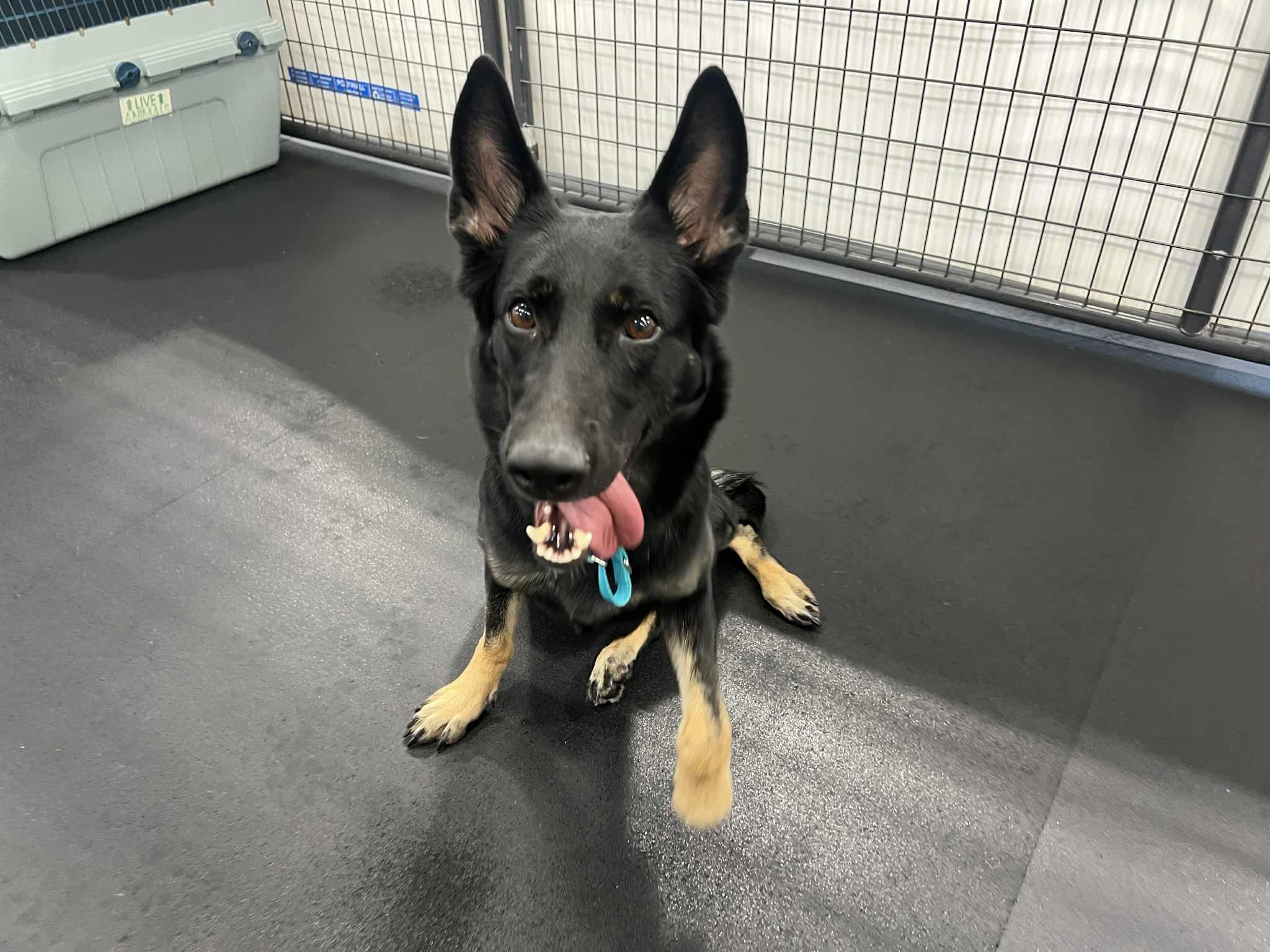 Miki, Adopted, Young Female German Shepherd Dog.