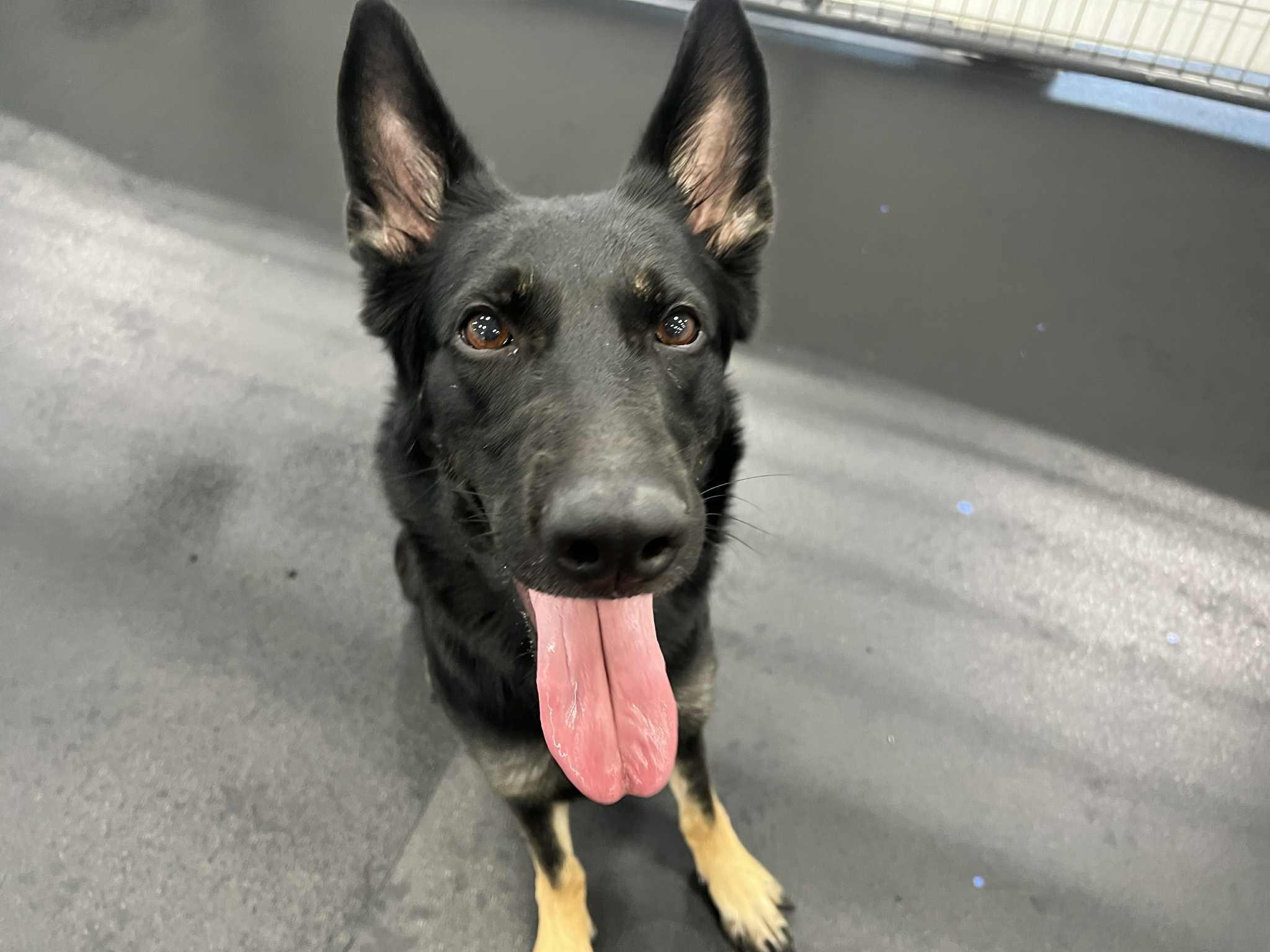 Enlarge Miki, a Adopted German Shepherd Dog in Nahant, MA image 2/3