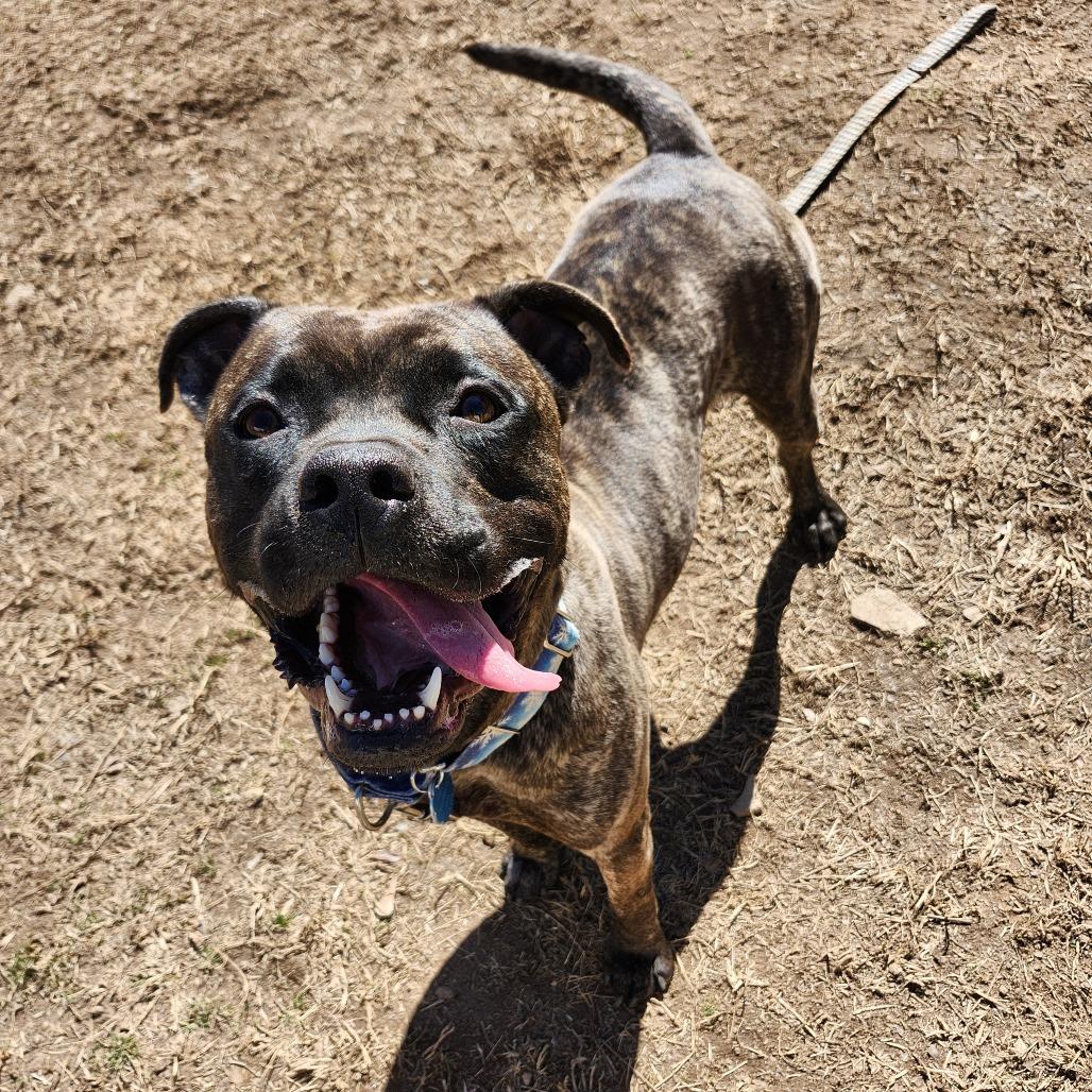 Papa 21782 — thumbnail 6