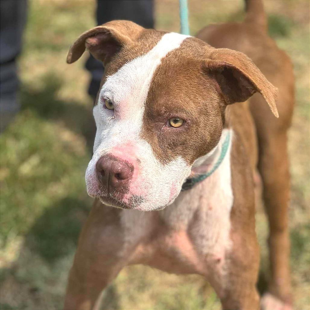 Goliath, Adoptable, Adult Male Mixed Breed.