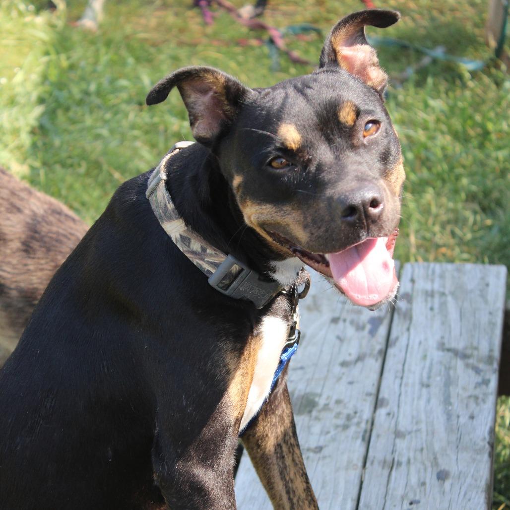 Enlarge GiGi, a Adoptable mixed breed in Cleveland, MS image 2/6