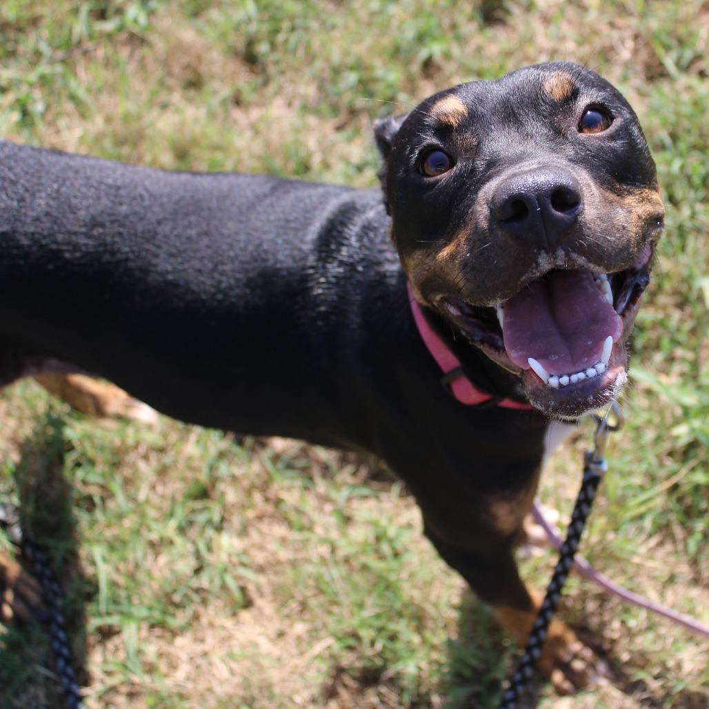 Enlarge GiGi, a Adoptable mixed breed in Cleveland, MS image 3/6