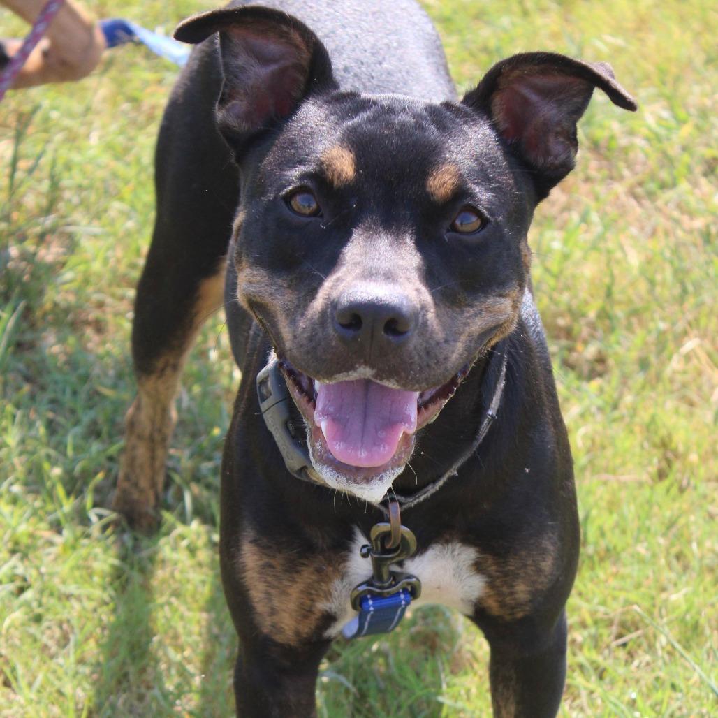 Enlarge GiGi, a Adoptable mixed breed in Cleveland, MS image 4/6