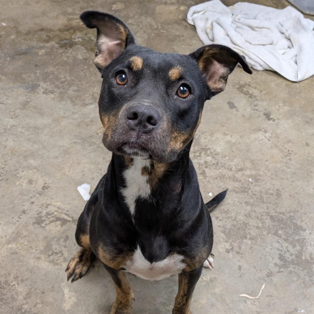 Enlarge GiGi, a Adoptable mixed breed in Cleveland, MS image 5/6