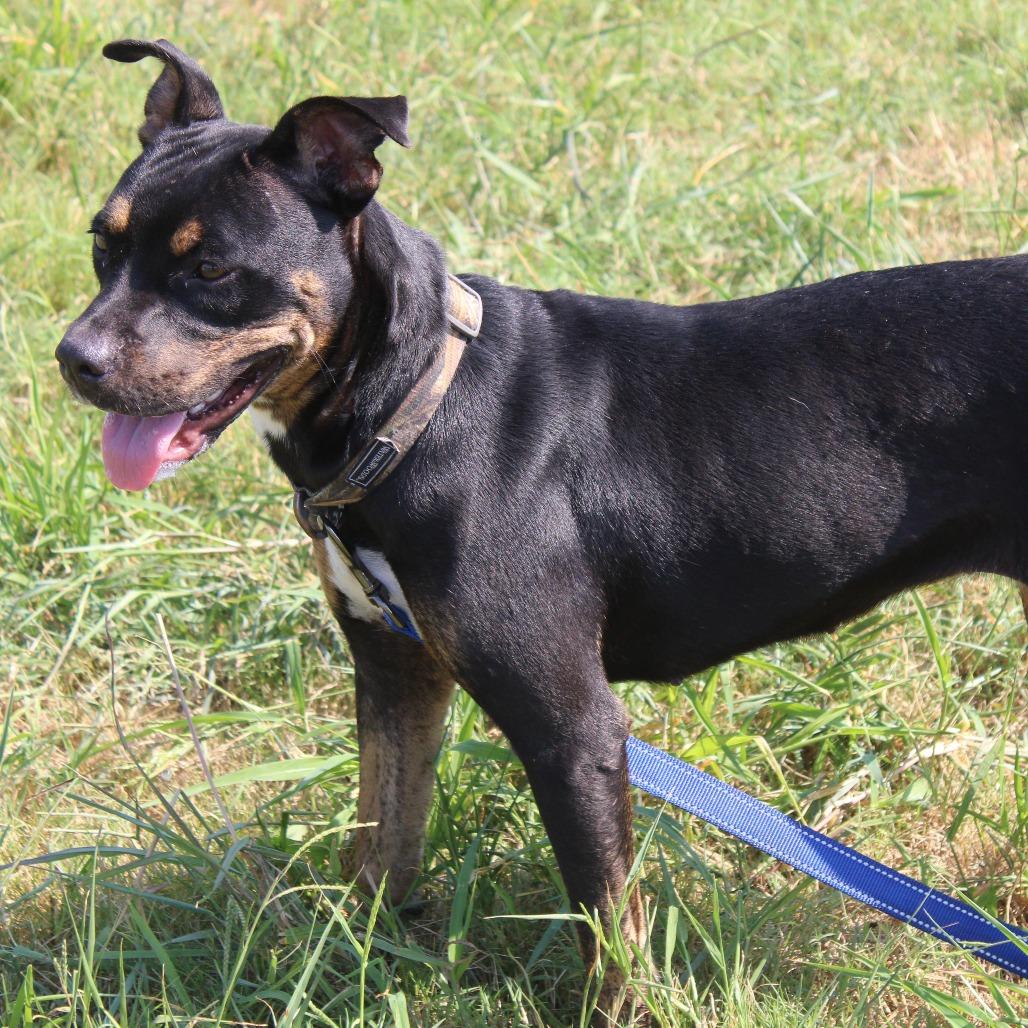 Enlarge GiGi, a Adoptable mixed breed in Cleveland, MS image 6/6