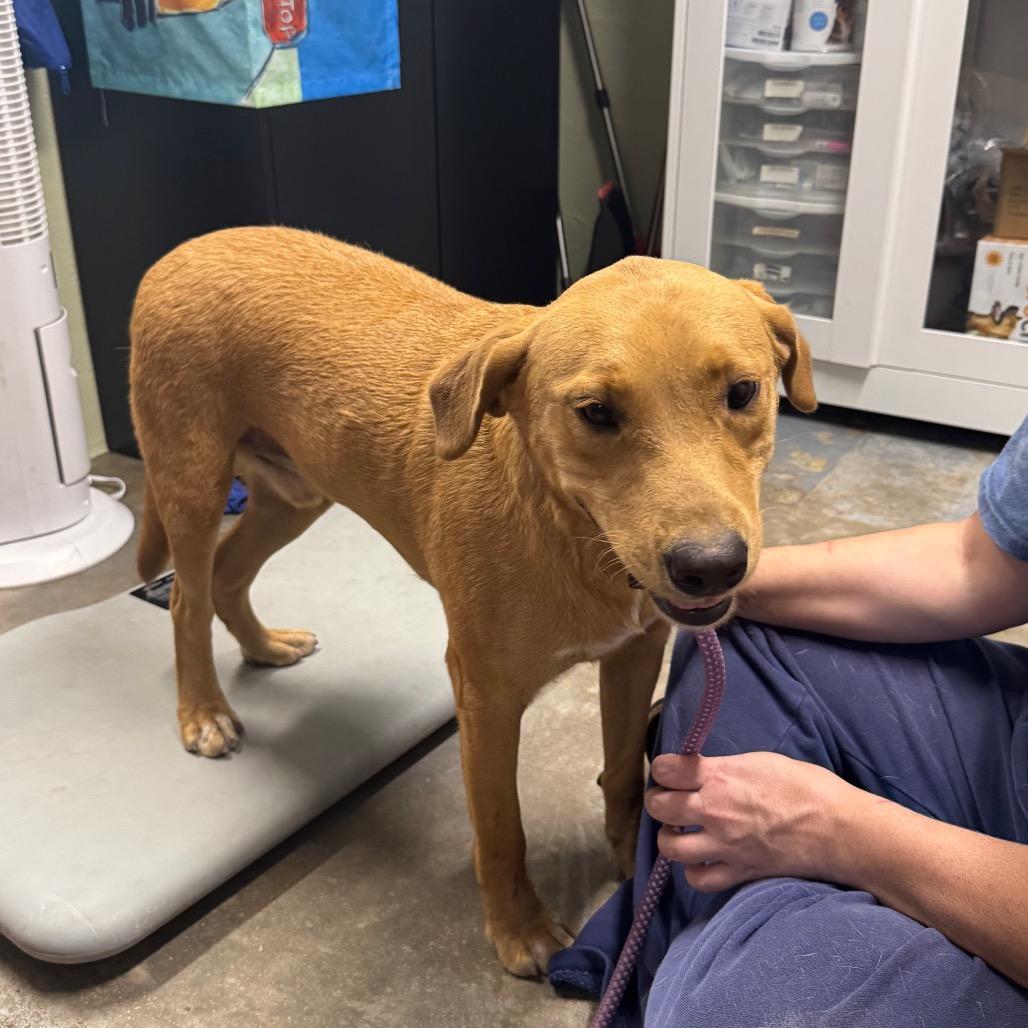 Bruno, Adoptable, Adult Male Labrador Retriever & Mixed Breed.