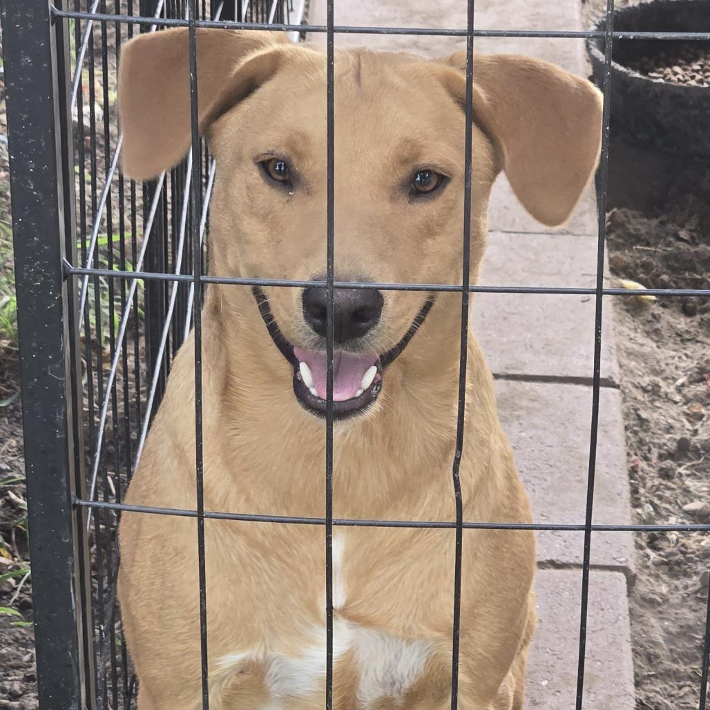 Enlarge Bruno, a Adoptable mixed breed in Eureka Springs, AR image 2/4