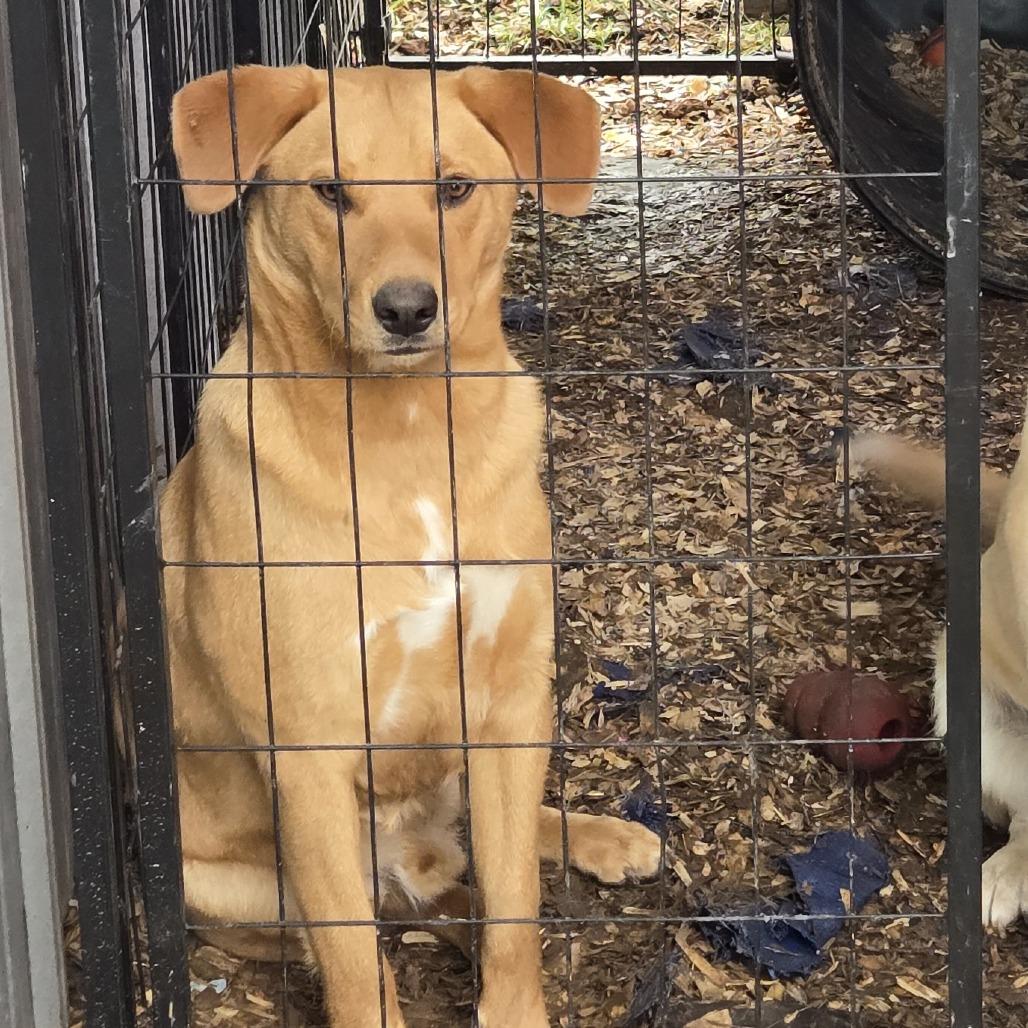 Enlarge Bruno, a Adoptable mixed breed in Eureka Springs, AR image 3/4