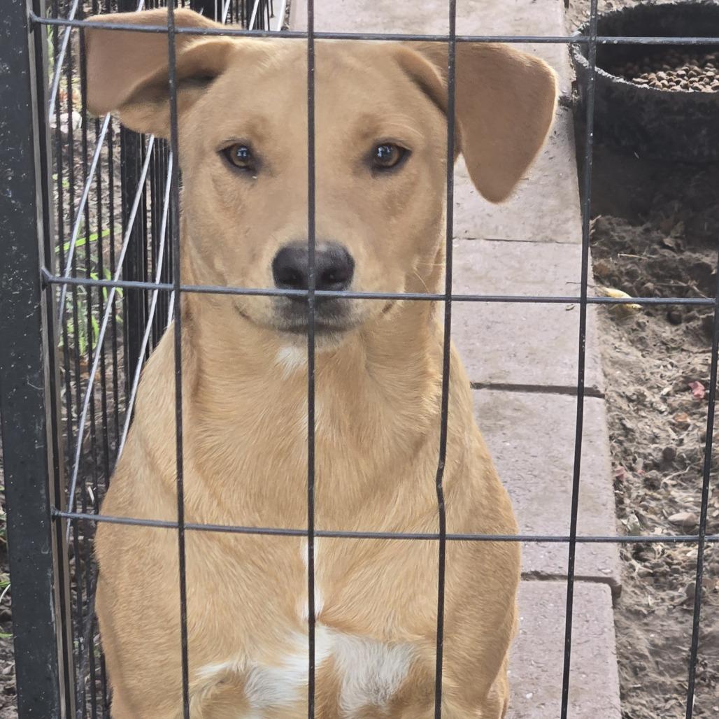 Enlarge Bruno, a Adoptable mixed breed in Eureka Springs, AR image 4/4