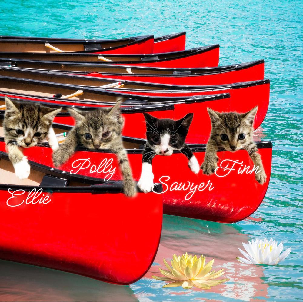 Finn *kitten*, Adoptable, Kitten Male Tabby.