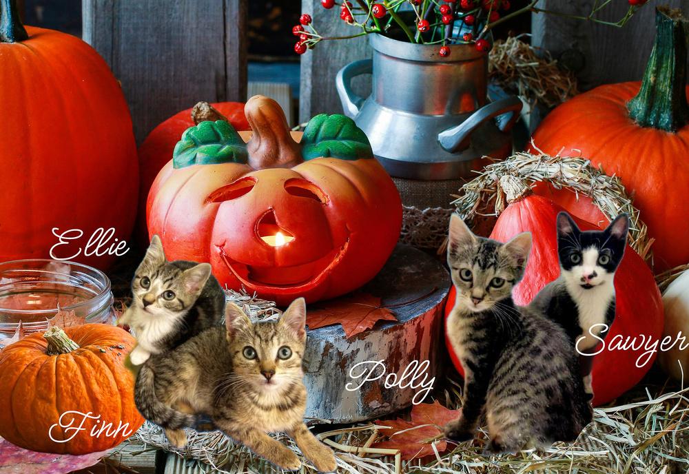 Enlarge Finn *kitten*, a Adoptable Tabby in Culpeper, VA image 3/4