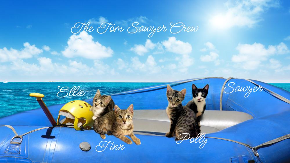 Enlarge Finn *kitten*, a Adoptable Tabby in Culpeper, VA image 4/4