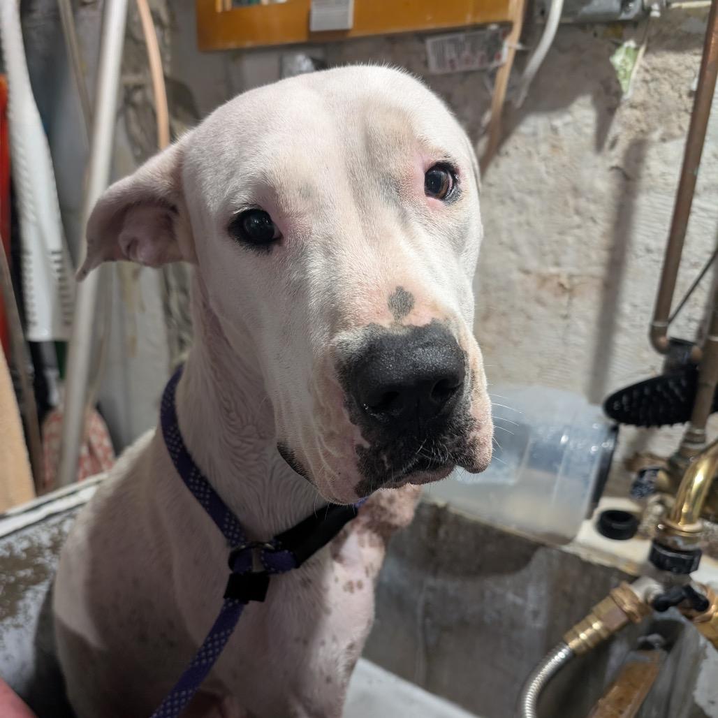 Enlarge Evita, a Adoptable mixed breed in Chicago, IL image 1/6