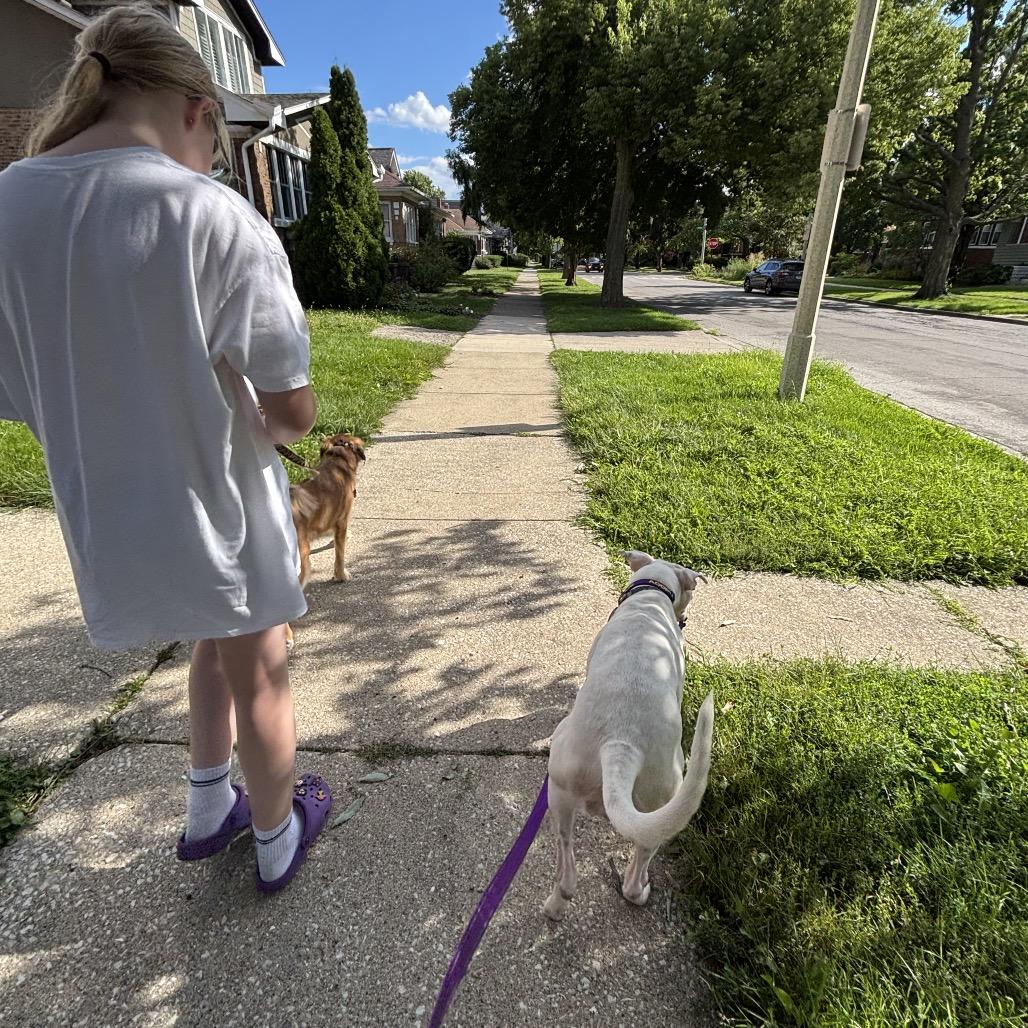 Evita, Adoptable, Adult Female Dogo Argentino & Mixed Breed.