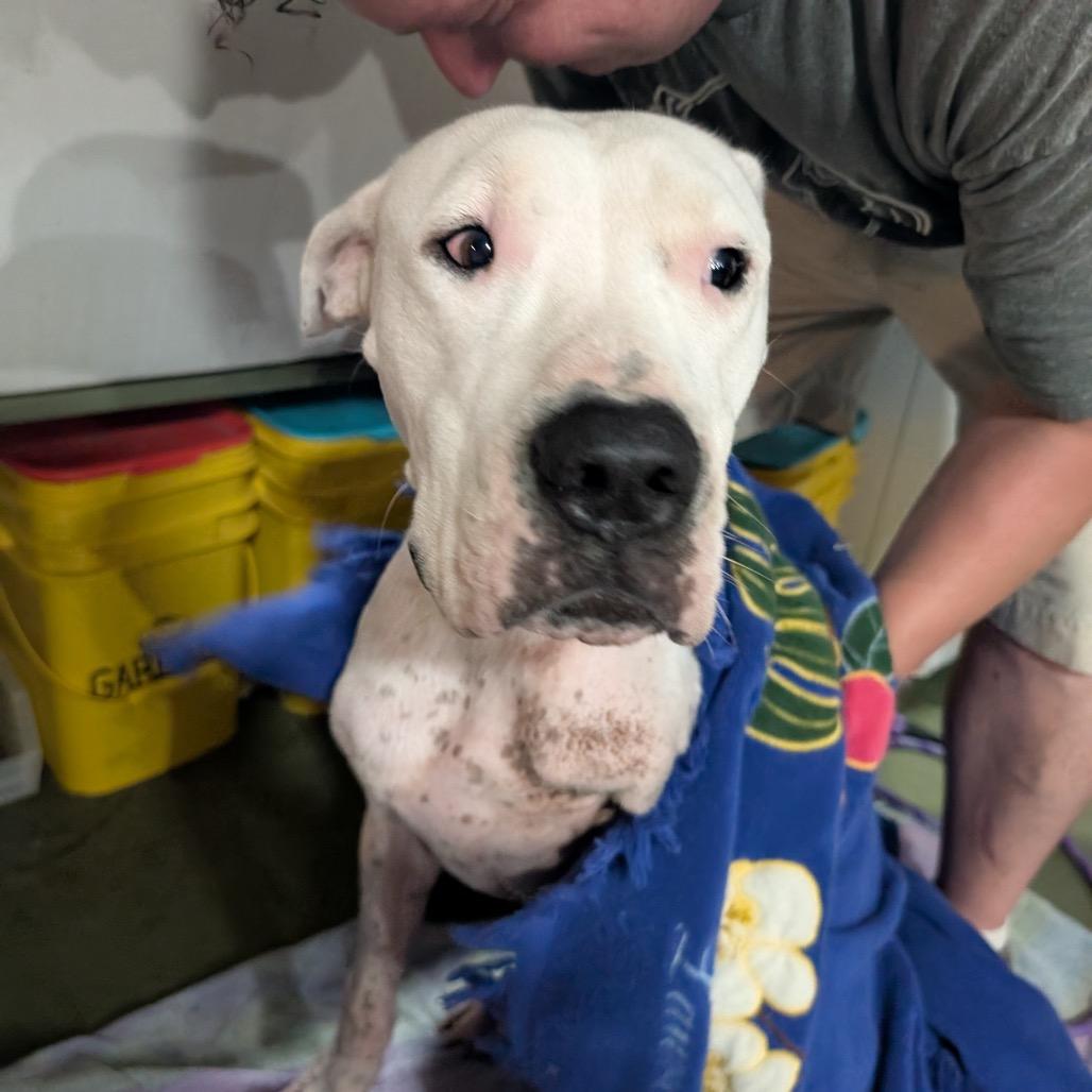 Enlarge Evita, a Adoptable mixed breed in Chicago, IL image 2/6