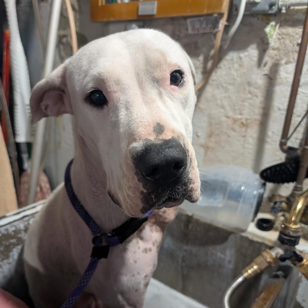 Enlarge Evita, a Adoptable mixed breed in Chicago, IL image 3/6